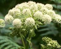 Romatizmaya melek otu