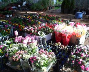 Sevgililer için çaldılar