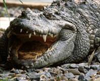 Gümrükte timsah kafası