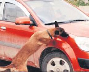 Kasy görev başında!