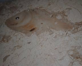 1 milyon 200 bin yıllık balık fosili