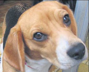 Suçlu köpek konuştu!