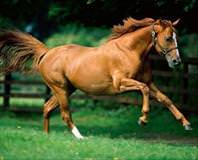 Yarış atı sucuk oldu