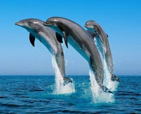 Sevdiklerini isimle çağırıyorlar