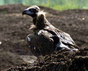 507 tür koruma altında