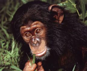 Şempanzeki