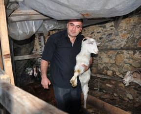 İnatçı keçi