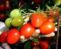 Domates güzelleştirir