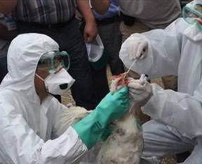 Kuş gribi katliamı