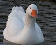 Vak’itsiz icra’at