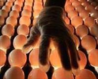 Bin dolarlık yumurta