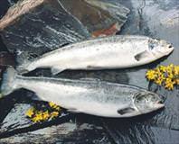 Avrupa’ya yasak bize serbest