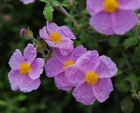 Laden öksürüğü keser