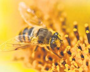 Gençlik iksiri arı poleni