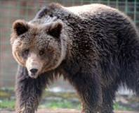 ’Ölü taklidi yap ayıdan kurtul’