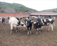 Şap karantinası pazarı etkiledi