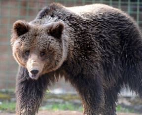 'Ölü taklidi yap ayıdan kurtul'