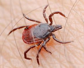 Piknikçilere kene uyarısı