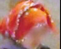 15’lik kızın esrarlı yükü