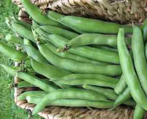 Bakla öksürüğü keser