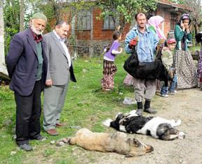 Köpekleri zehirlediler