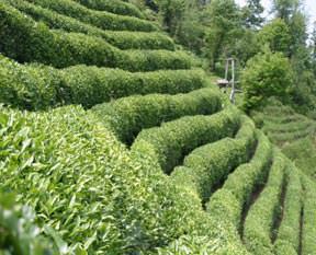 ÇAYKUR'da grev zamanı