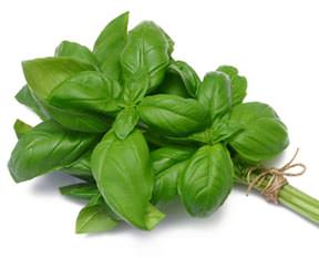 Ağrı kesici fesleğen