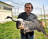 Telli Turnayı vurdular