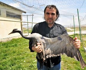 Telli Turnayı vurdular