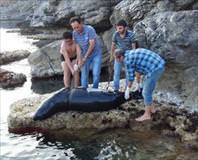 Akdeniz fokunu tüfekle öldürdüler