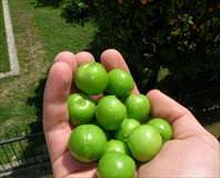 Bec’erik’li meyve