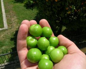 Bec’erik’li meyve