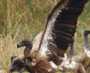 Fransa'da akbabalar dağcı kadını yedi!