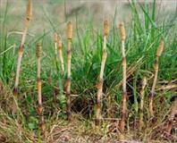 At kuyruğu kanı temizler