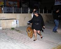 Aslan parçası
