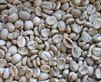 Kansere karşı kondurango