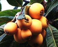 Yeni dünyada hayat var