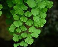 Saç için baldırıkara