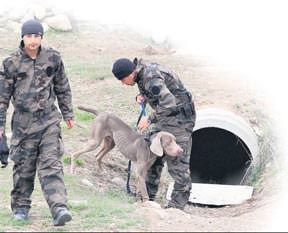 Sığınak köpekleri