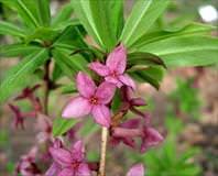 Egzamaya dulaptal otu