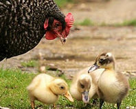 Anne tavuk yavrular ördek