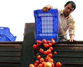 Domatesin kasası 1 lira