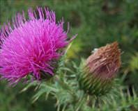 Deve dikeni ateşi alır