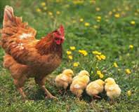 Tavuklar akıllıymış