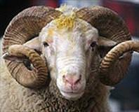 Koçlu koçsuz kaldı