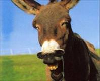 Eşek sürükledi hastanelik etti