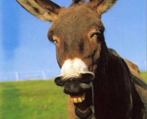 Eşek sürükledi hastanelik etti