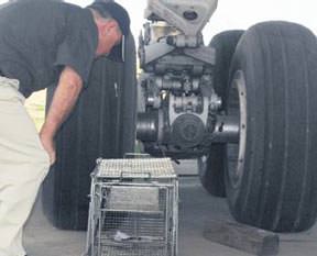 Kayıp kediler kafeslenecek