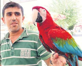 Papağanın dili tutuldu