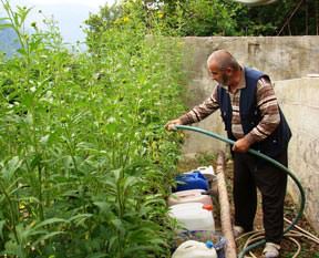 Taşıma suyla ağaç sevgisi